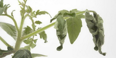 Бактеріофаги можуть захистити рослини від шкідників